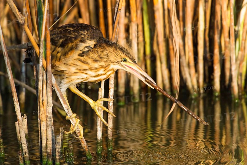 Little Bittern (Ixobrychus minutus) juvenile foraging, Thuringia, Germany