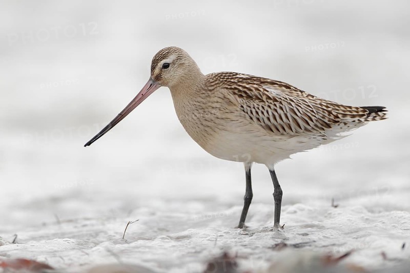 Pfuhlschnepfe, lat. Limosa lapponica, am Spülsaum nach Nahrung suchend, Düne von Helgoland: