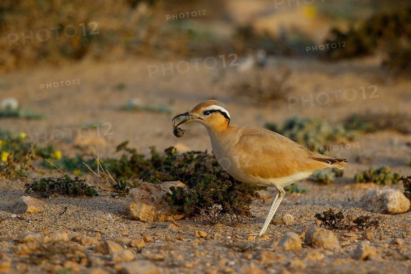 Cream-colored Courser (Cursorius cursor) with captured bug in its beak, Fuerteventura, Spain