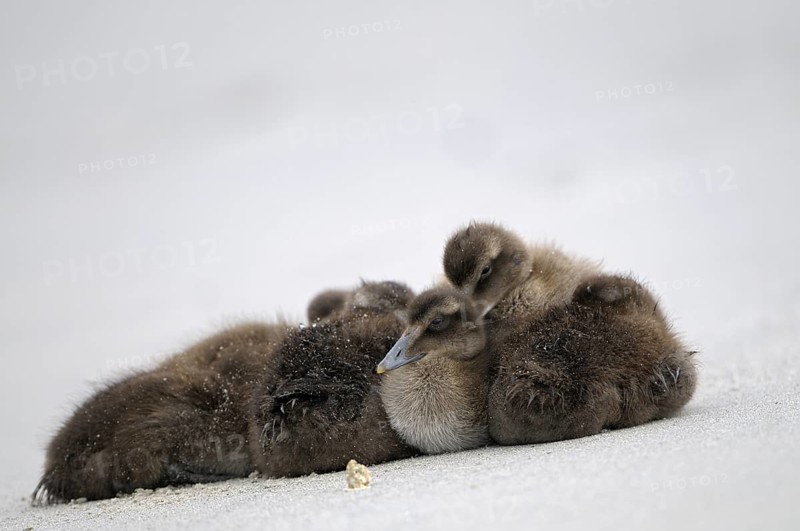 Eiderente (Somateria mollissima), Eider, ruhende Jungvoegel am Strand, Juni, Duene der Insel Helgoland, Schleswig-Holstein, Deutschland
