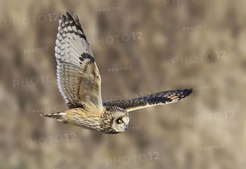 Short-eared Owl (Asio flammeus), British Columbia, Canada