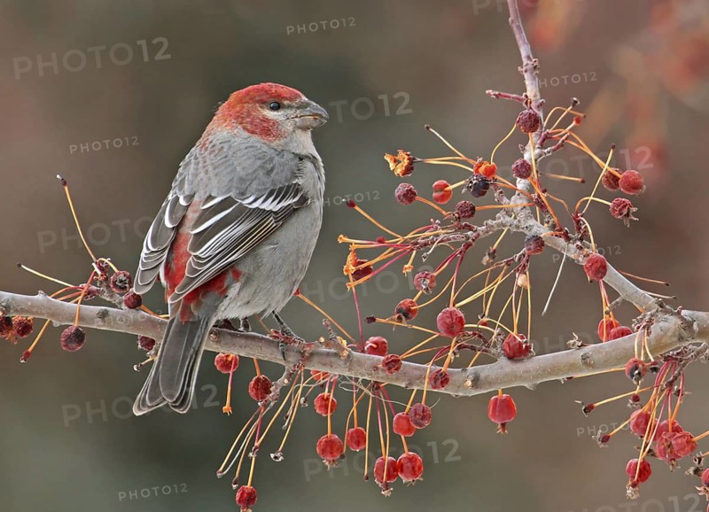 Pine Grosbeak (Pinicola enucleator) male, Saskatchewan, Canada