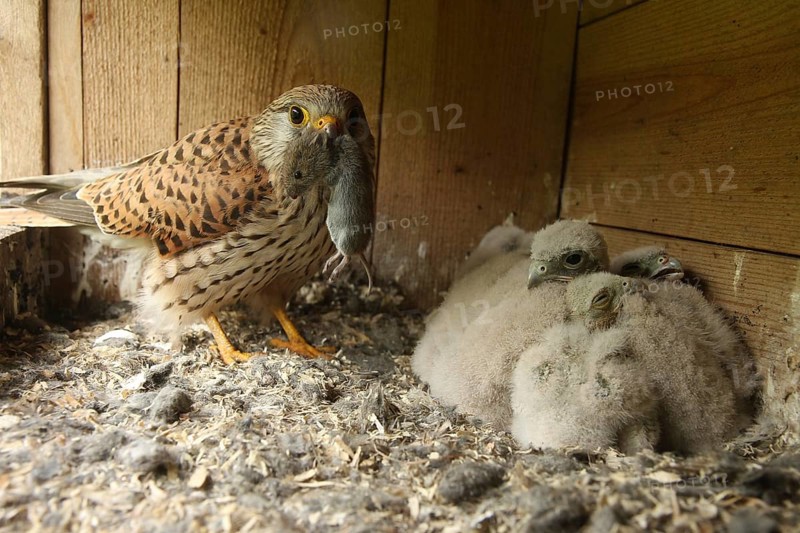 Common Kestrel (Falco tinnunculus) female feeds chicks, Lower Saxony, Germany