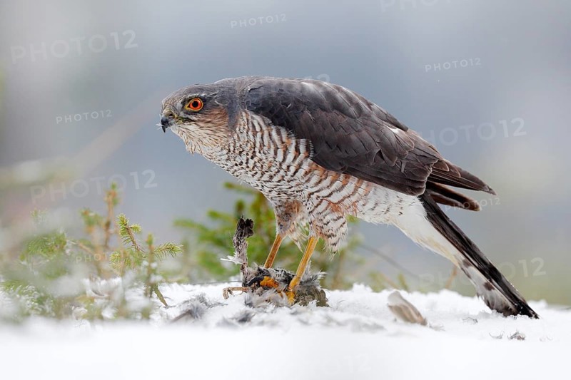 Eurasian sparrowhawk, Accipiter nisus, sitting on the snow in the forest with caught little songbird. Wildlife animal scene from nature. Bird in the winter forest habitat