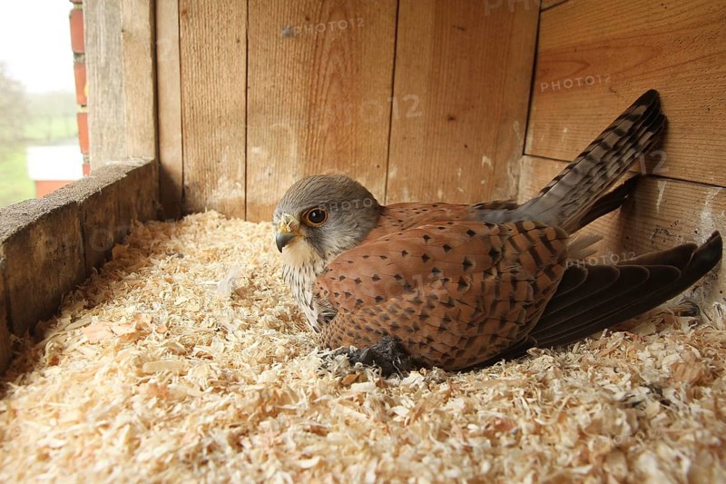 Common Kestrel (Falco tinnunculus) male, Lower Saxony, Germany