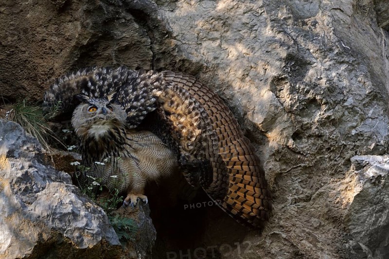 Eurasian Eagle-Owl (Bubo bubo) juvenile threatening, perched on a rock, North Rhine-Westphalia, Germany