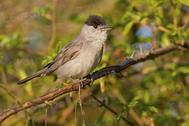 Eurasian Blackcap (Sylvia atricapilla) male, Rhineland-Palatinate, Germany