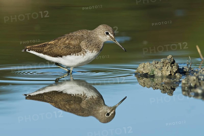 Green Sandpiper (Tringa ochropus) foraging, Tuscany, Italy