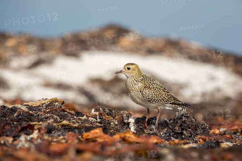 European Golden Plover (Pluvialis apricaria), Schleswig-Holstein, Germany