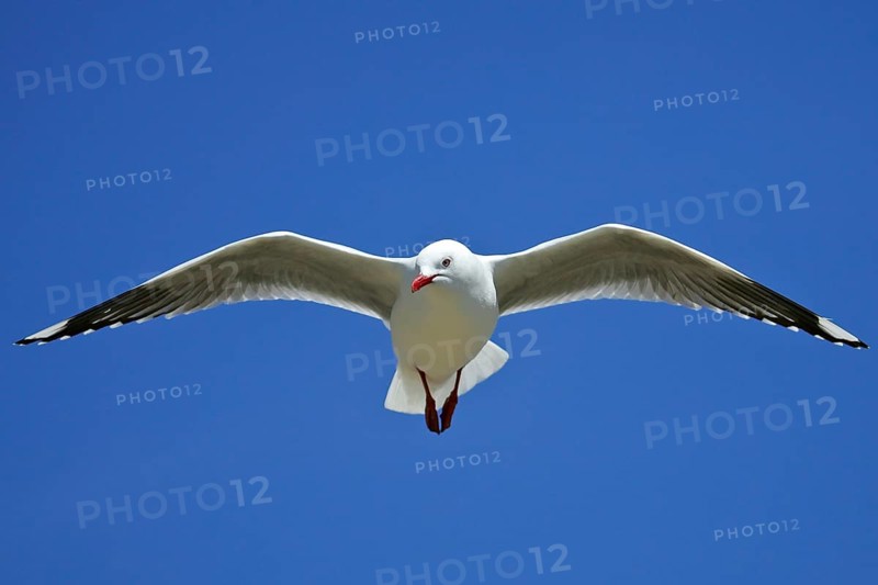 Silver Gull (Chroicocephalus novaehollandiae scopulinus) flying, South Island, New Zealand