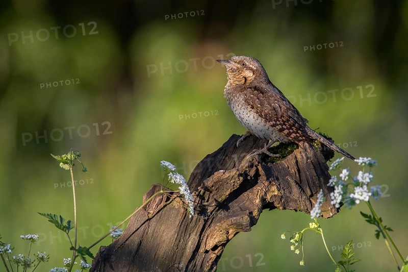 Eurasian Wryneck (Jynx torquilla) perched on a stump, Poland