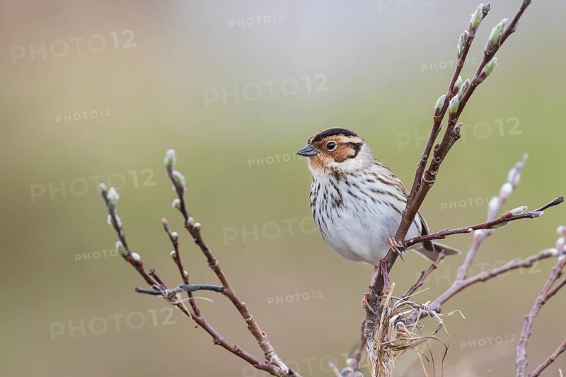 Little Buntint - Zwergammer - Emberiza pusilla, Russia