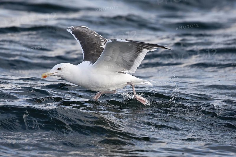 Great Black-backed Gull (Larus marinus) taking flight, North Sea, Germany