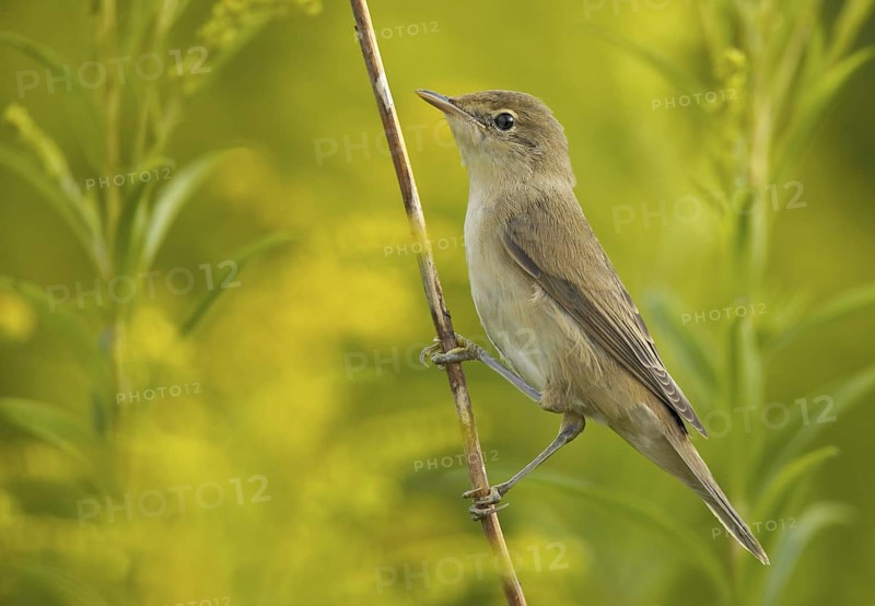Eurasian Reed Warbler (Acrocephalus scirpaceus), Mecklenburg-Western Pomerania, Germany