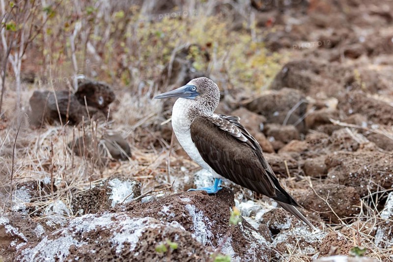Blue-footed Booby (Sula nebouxii), Galapagos, Ecuador