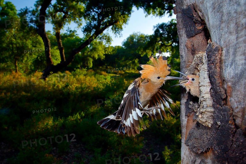 Eurasian Hoopoe (Upupa epops) feeding young in nest hole, Andalusia, Spain