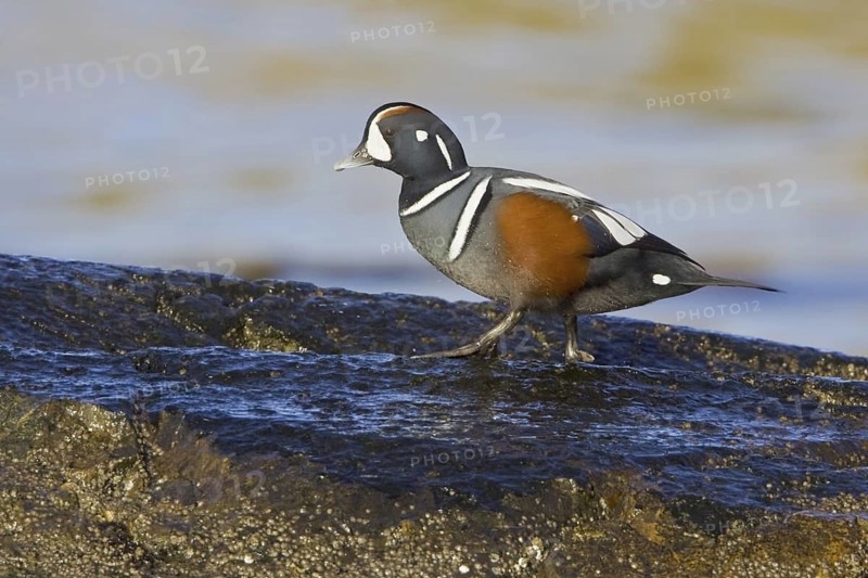 Harlequin Duck (Histrionicus histrionicus) male, British Columbia, Canada