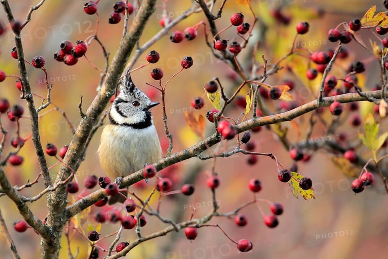 European Crested Tit (Lophophanes cristatus) perched on a branch, Andalusia, Spain