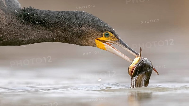 Great Cormorant (Phalacrocorax carbo) with captured Black bullhead (Ameiurus melas) prey in beak, Hungary
