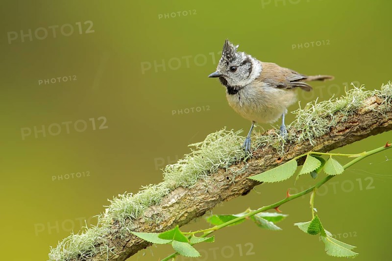 European Crested Tit (Lophophanes cristatus) perched on lichen branch, Andalusia, Spain