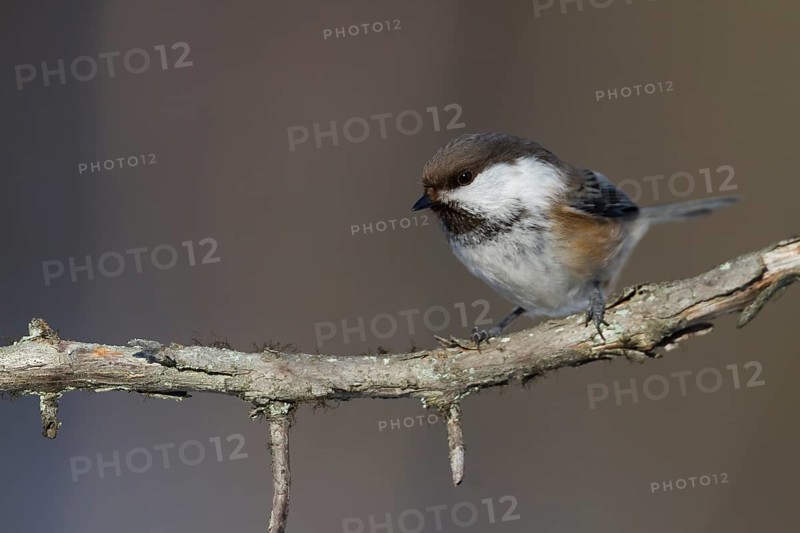 Siberian Tit (Grey-headed Chickadee) - Lapplandmeise - Poecile cinctus