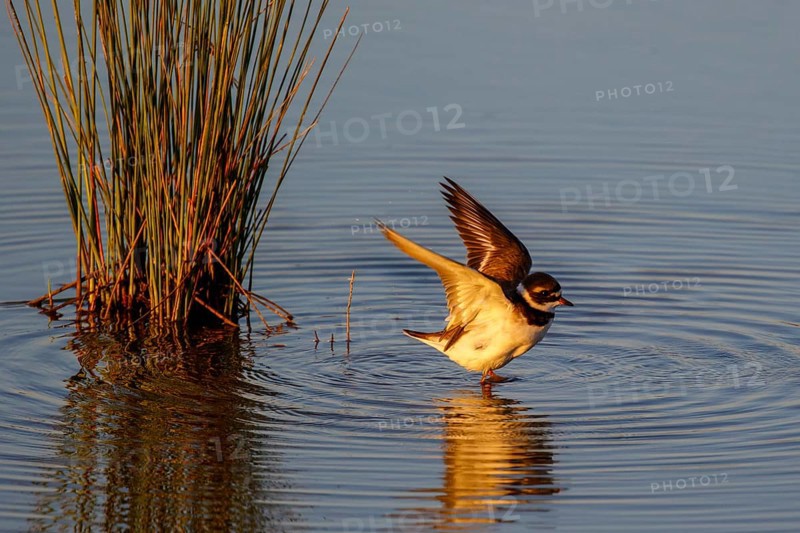 Common Ringed Plover (Charadrius hiaticula), Mallorca, Spain