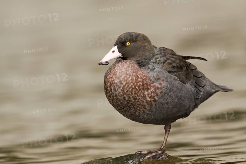 Blue Duck (Hymenolaimus malacorhynchos), New Zealand