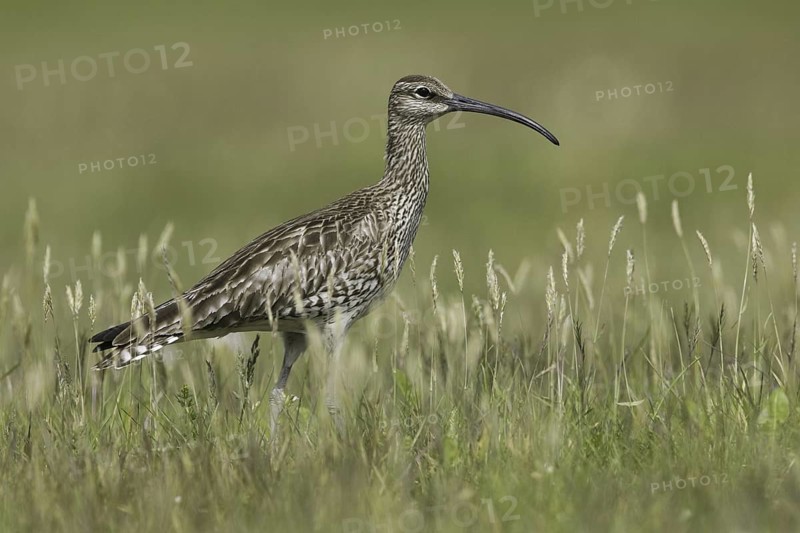 Whimbrel (Numenius phaeopus), Iceland