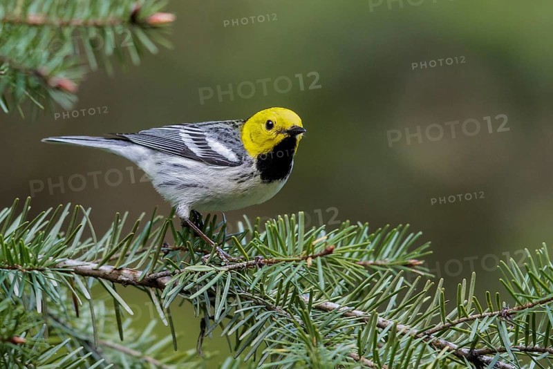 Hermit Warbler (Setophaga occidentalis) perched on a branch in Washington State, USA
