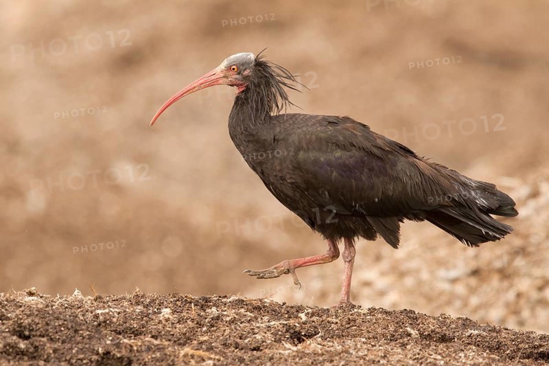 Northern Bald Ibis (Geronticus eremita), Morocco