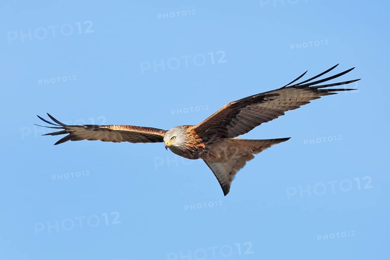 Red Kite (Milvus milvus) flying, Mecklenburg-Western Pomerania, Germany