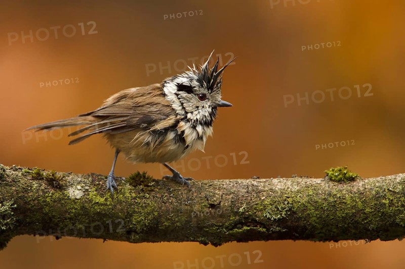 European Crested Tit (Lophophanes cristatus), Utrecht, Netherlands