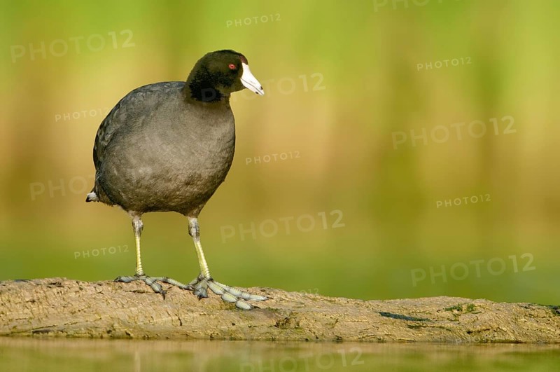 American Coot (Fulica americana), Texas, USA