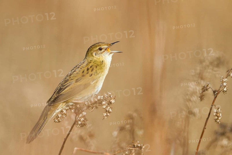 Common Grasshopper Warbler (Locustella naevia) singing, Baden-Wuerttemberg, Germany
