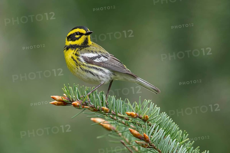 Townsend's Warbler (Dendroica townsendi) perched on a branch in Victoria, BC, Canada
