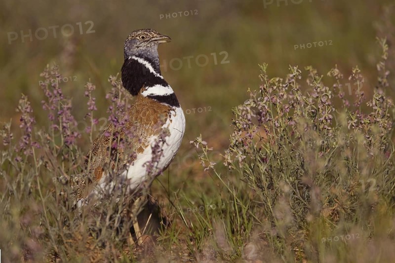 Little Bustard (Tetrax tetrax), Castile-La Mancha, Spain