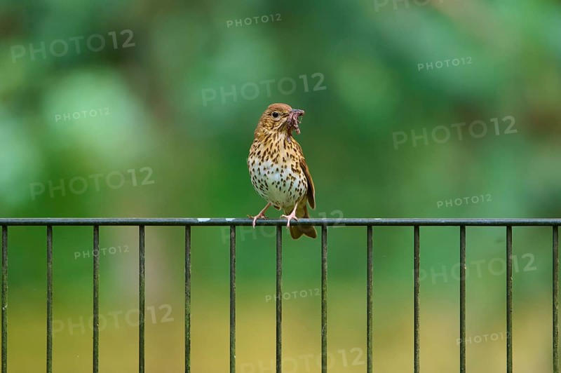 A song thrush (Turdus philomelos), standing on a railing and holding an insect in its beak, France