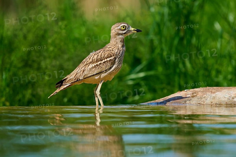 A bird pauses in still water, the surroundings are green, Stone Curlew (Burhinus oedicnemus), spring, France