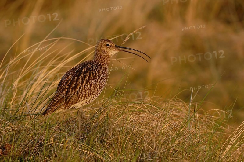 In the evening light... Eurasian curlew (Numenius arquata) in the dunes fluting its melodic song, typical wading bird with long legs and even longer downward curved characteristic beak, wildlife, North Holland, Netherlands, North Sea coast