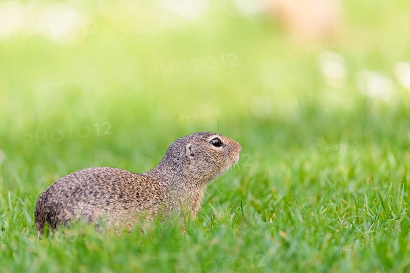 An adult European ground squirrel (Spermophilus citellus) or European souslik lies on a mowed green meadow