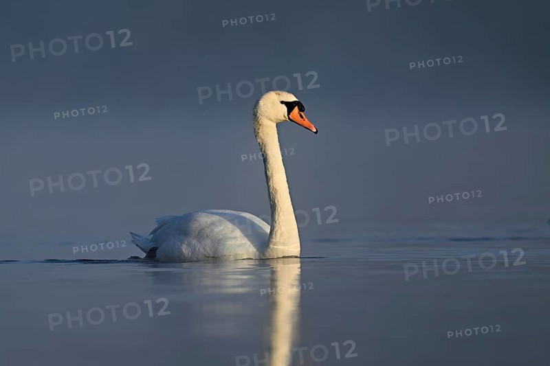 Mute swan (Cygnus olor), swimming in the morning light on the Flachsee, nature reserve, Reusstal, Freiamt, Canton Aargau, Switzerland