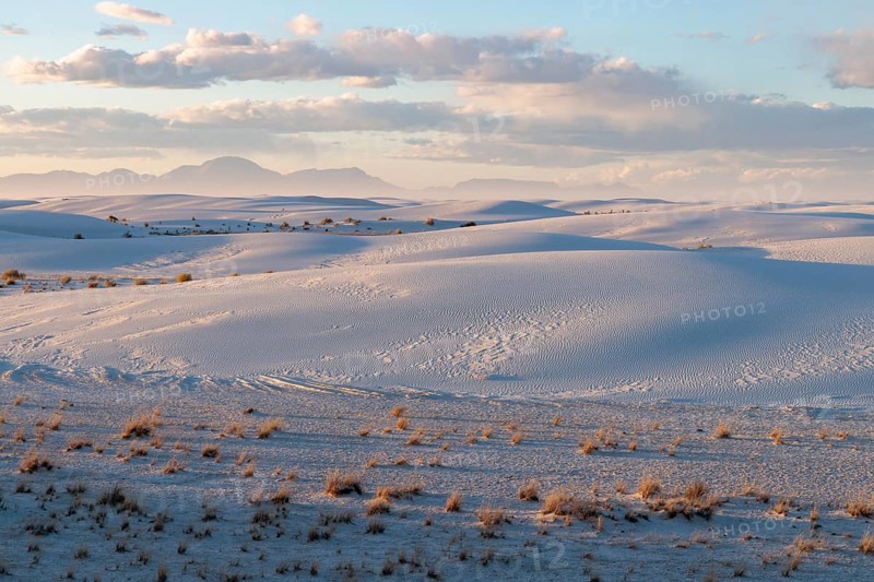 Desert grasses in flatter areas of the White Sands National Park in Alamogordo, New Mexico, USA