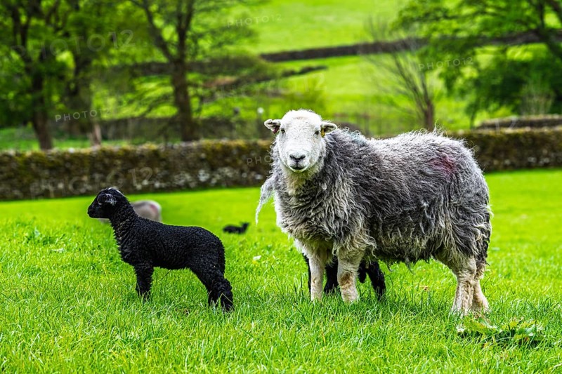 Sheep and farm in Lake District National Park, Coniston Water, Cumbria, England, United Kingdom