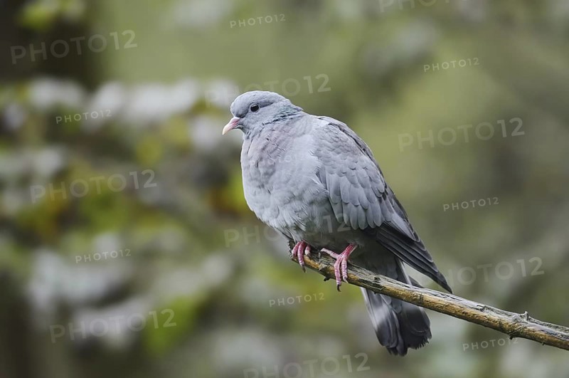 Stock Dove (Columba oenas) sitting on a branch, North Rhine-Westphalia, Germany