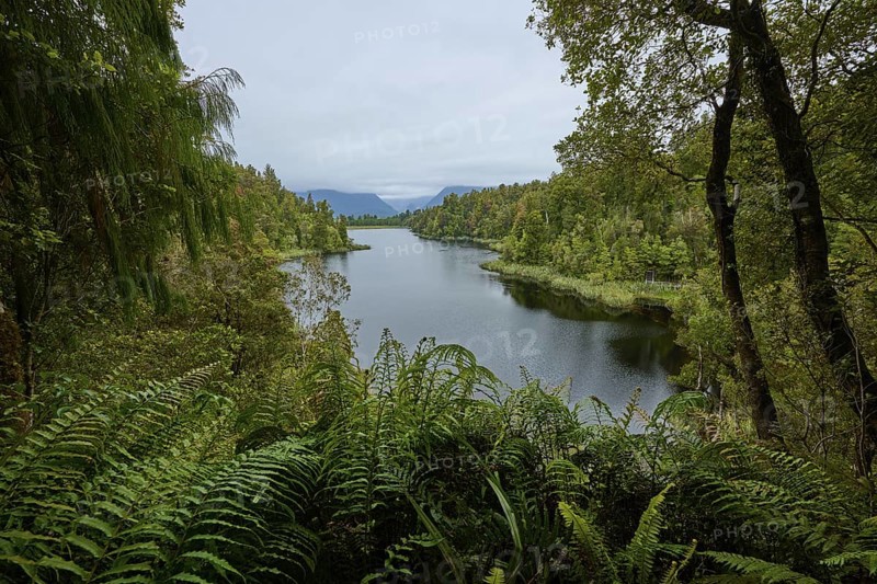 A lake surrounded by dense vegetation, embedded in a green landscape under a cloudy sky, summer, Lake Matheson, Fox Glacier, South Island, New Zealand