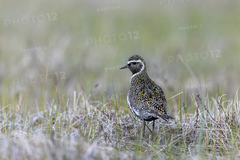 European golden plover, Eurasian golden plover (Pluvialis apricaria) in summer plumage on the tundra in spring, Jämtland, Sweden, Scandinavia