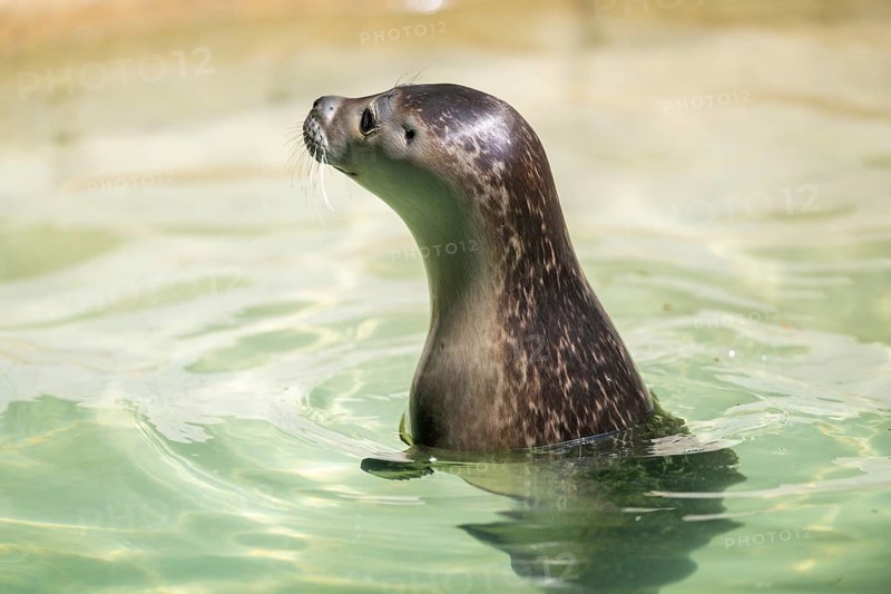 Seal (Phoca vitulina) swimming in the water, captive, Zoo Augsburg, Germany