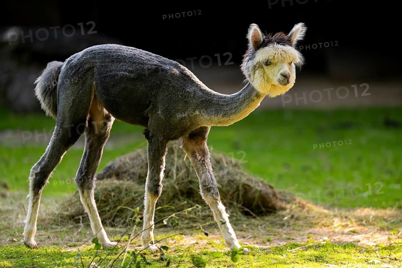 Alpaca (Lama pacos) standing on the ground, captive, Zoo Augsburg, Bavaria, Germany