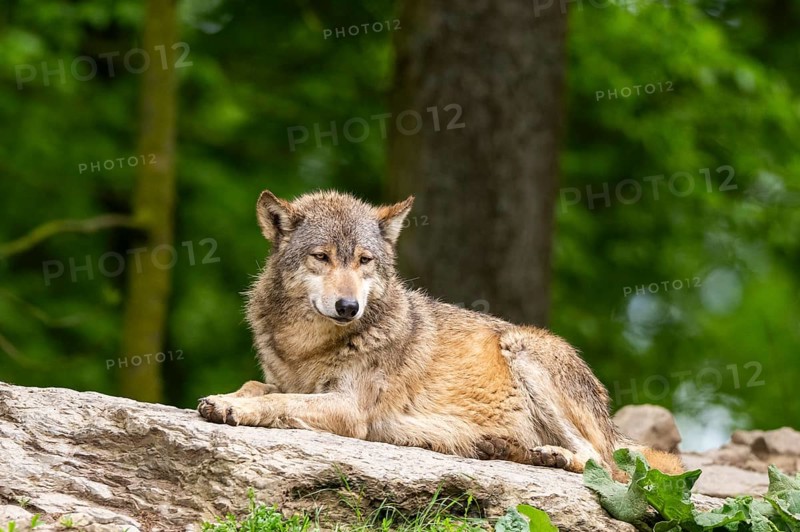 Eastern wolf (Canis lupus lycaon) lying on a little hill, Bavaria, Germany
