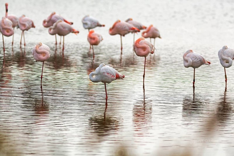 Pink flamingos (Phoenicopterus roseus), standing on one leg, sleeping, Pont de Gau bird park, Camargue, France